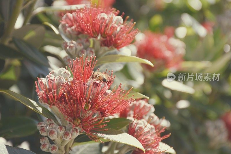 新西兰本地的Metrosideros Excelsa (Pohutukawa)在花